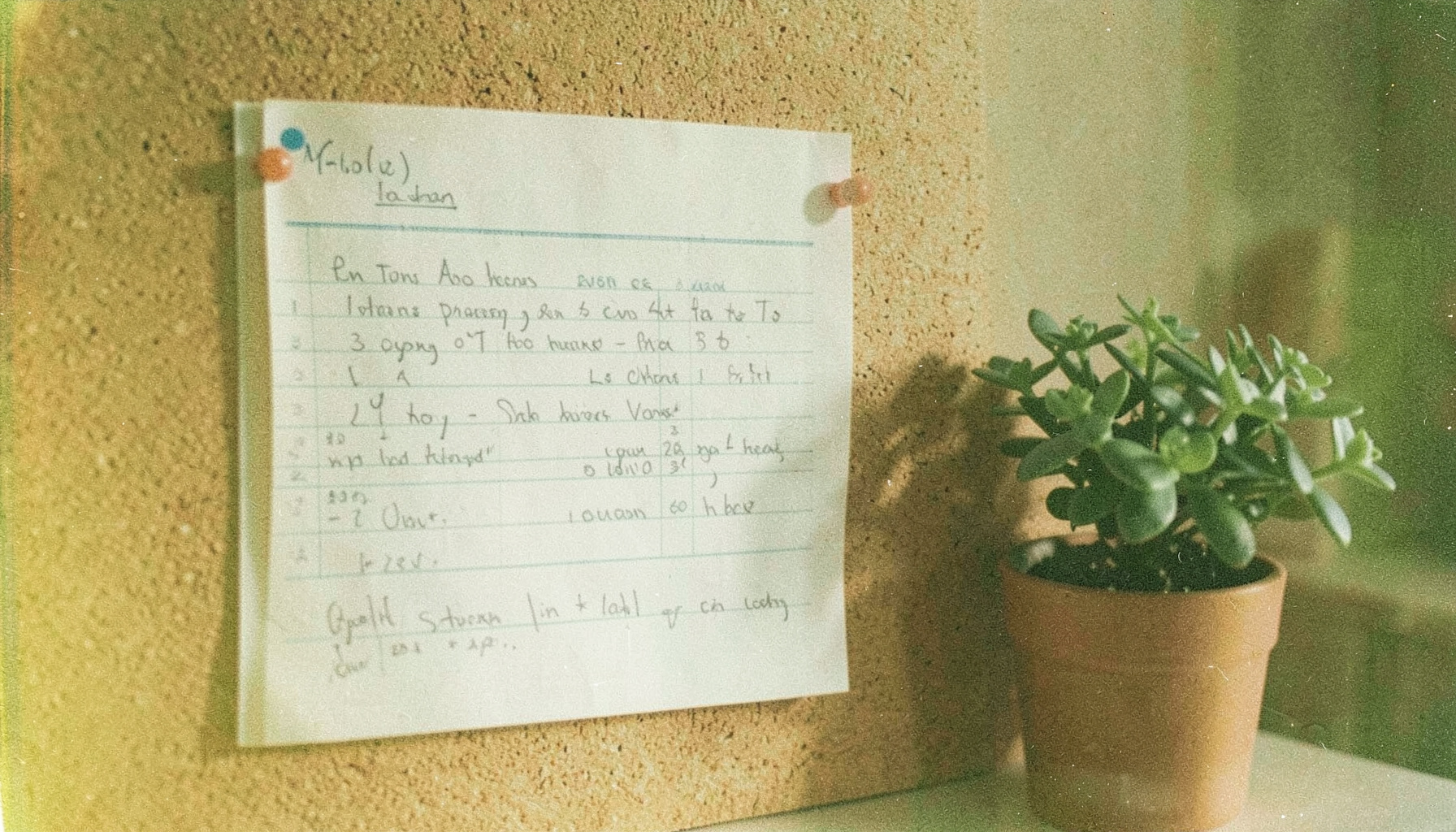 A grainy analog film photograph of a handwritten schedule pinned to a corkboard beside a small potted plant, soft morning light falling across the wall.